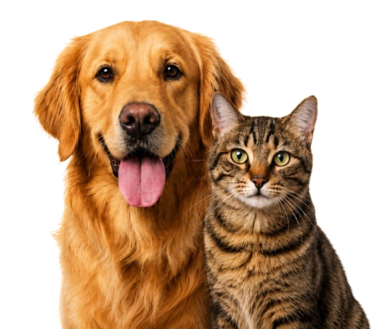 Cachorro golden retriever e gato tabby, pacientes do Consultório Nutiva